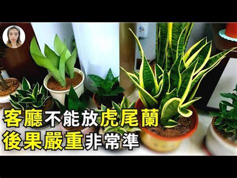 虎尾蘭風水|【虎尾蘭風水】虎尾蘭風水：解厄化煞、招財興運擺放。